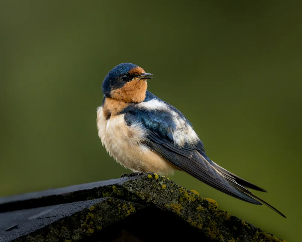 Li, Wanghan: Swallow - 5/31/2023 Grand Teton