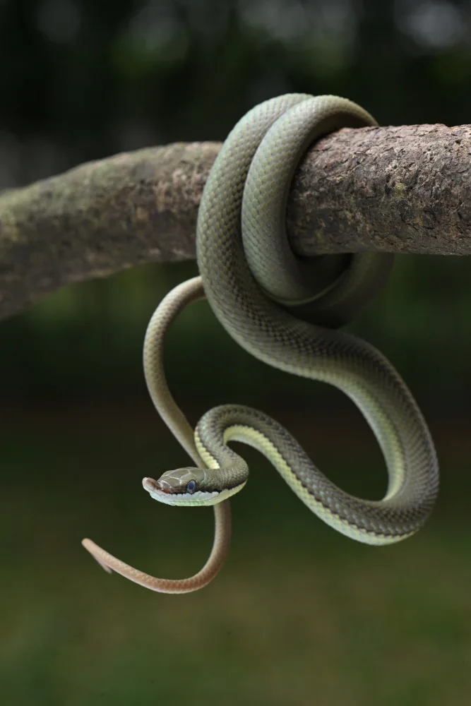 Setiadi, Ajar: green snake