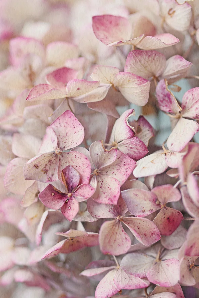 Fennell, Alyson: Vintage rosa Hortensienblütenblätter