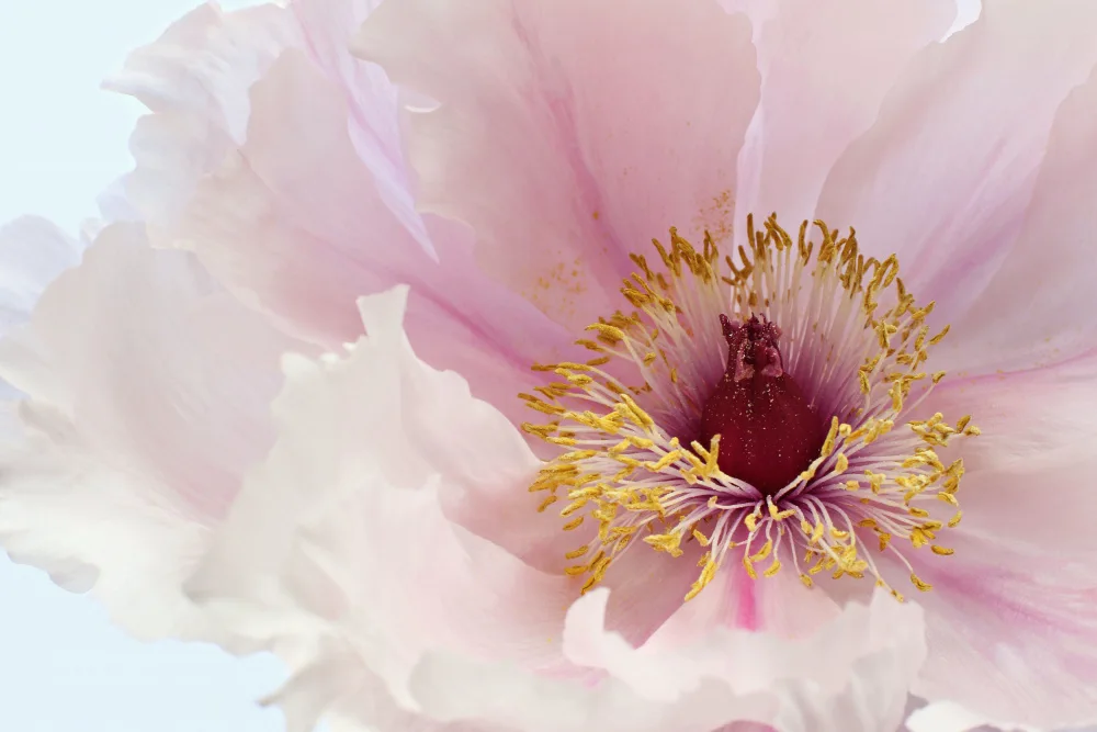 Fennell, Alyson: Rosa Pfingstrose