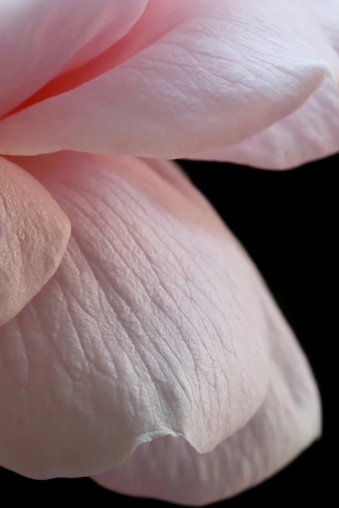 Fennell, Alyson: Nahaufnahme einer rosa englischen Rose