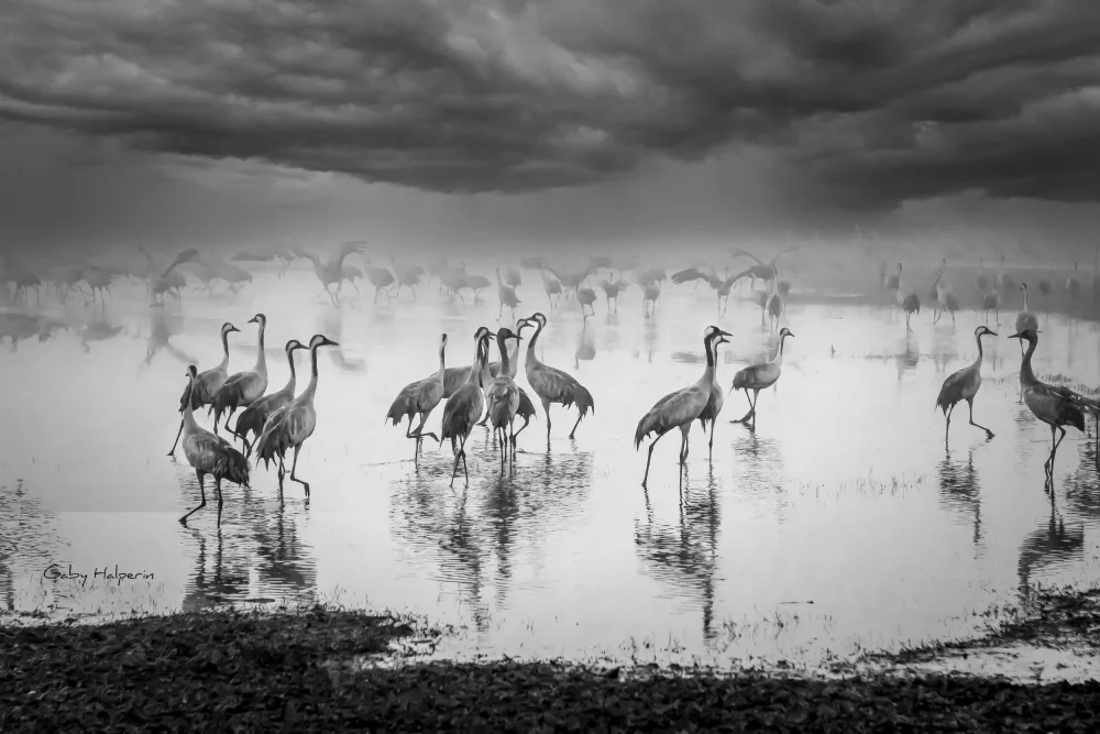 Halperin, Gabrielle: Amanecer en el lago