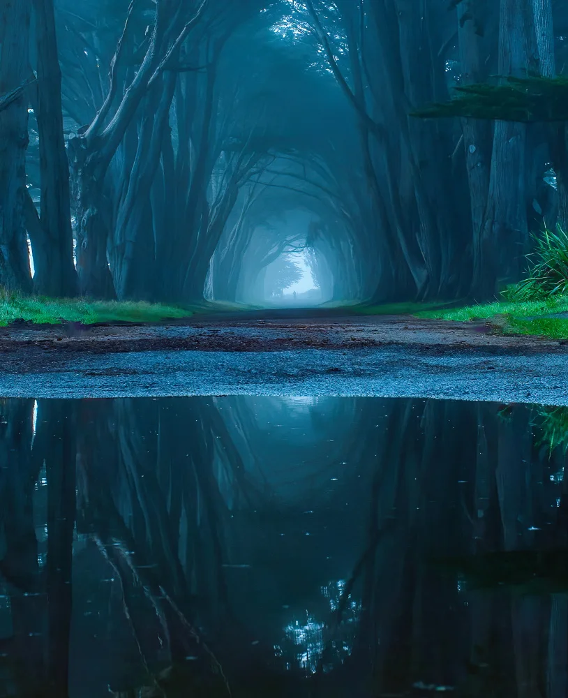 Tseng, Judy: Foggy morning