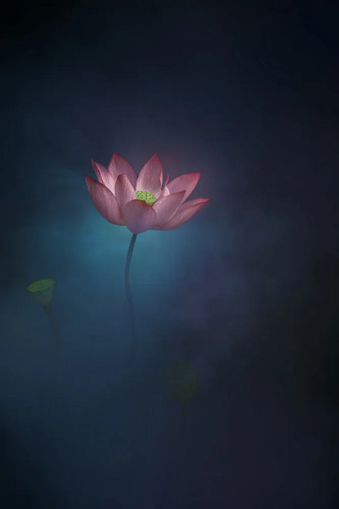 Ye, NingYun: Lotus