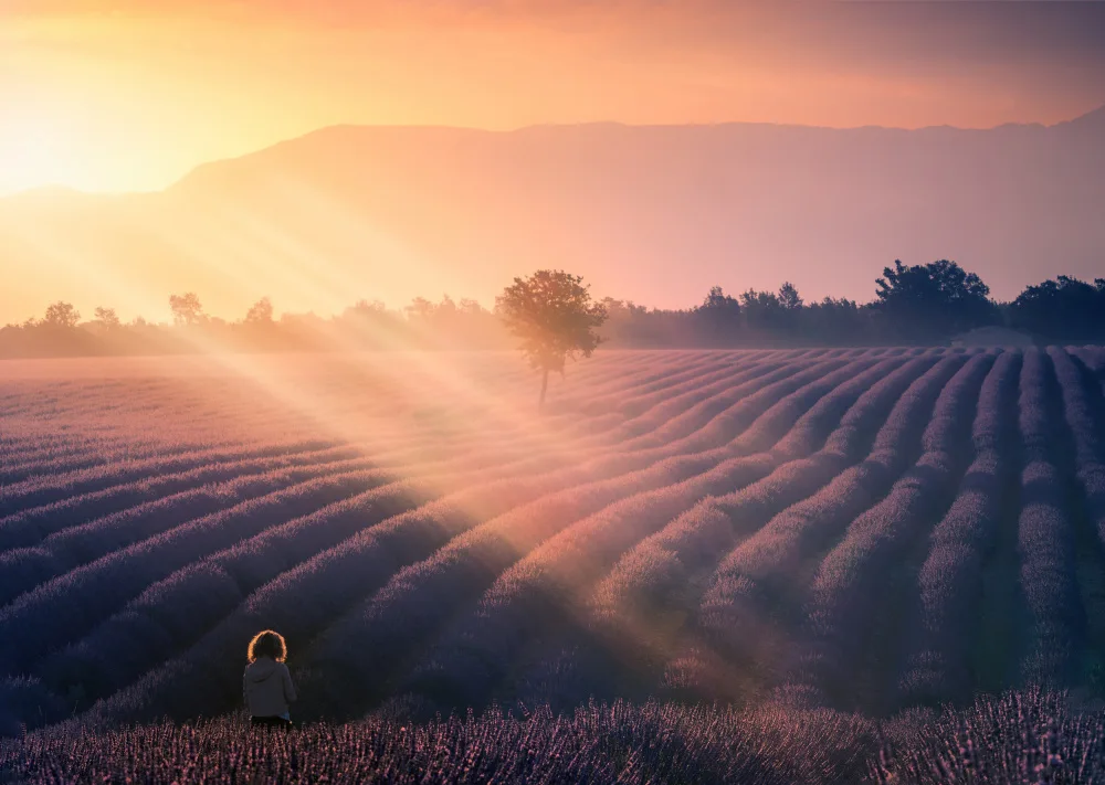 Joanaduenas: Walking among lavenders A739320