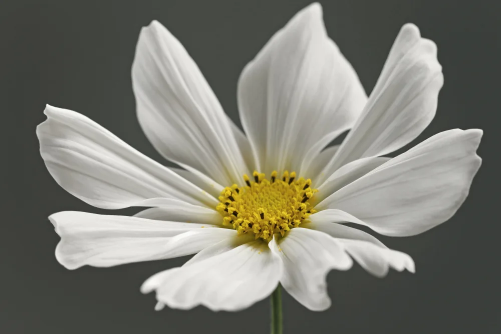 Fennell, Alyson: Cosmos Flower