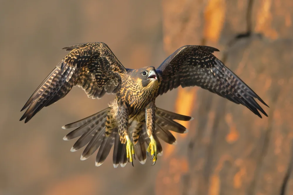 Lam, Gavin: Peregrine Falcon