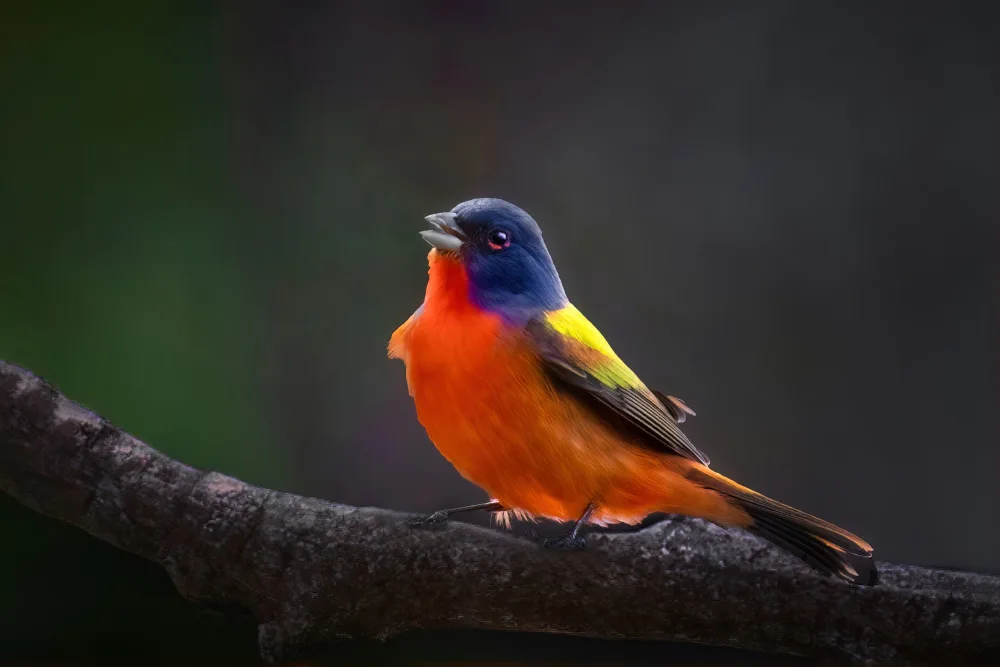 Yang, Jianping: Painted Bunting Singing