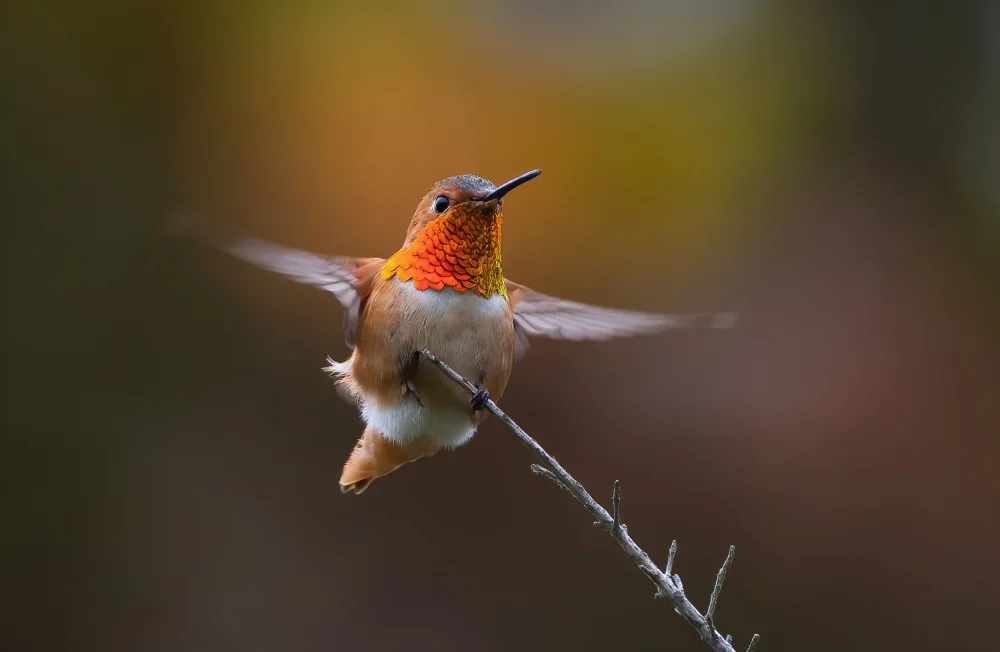 Huang, Johnson: Hummingbird