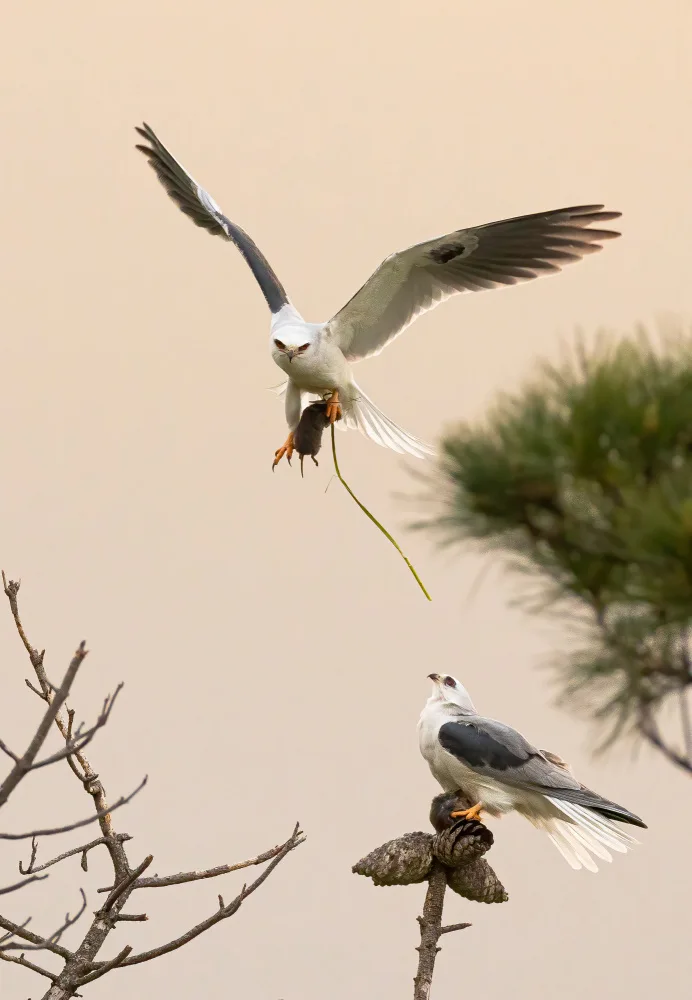 Huang, Johnson: White tailed kite