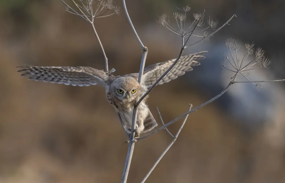 Tadmor, Carmel: Flying in the bush