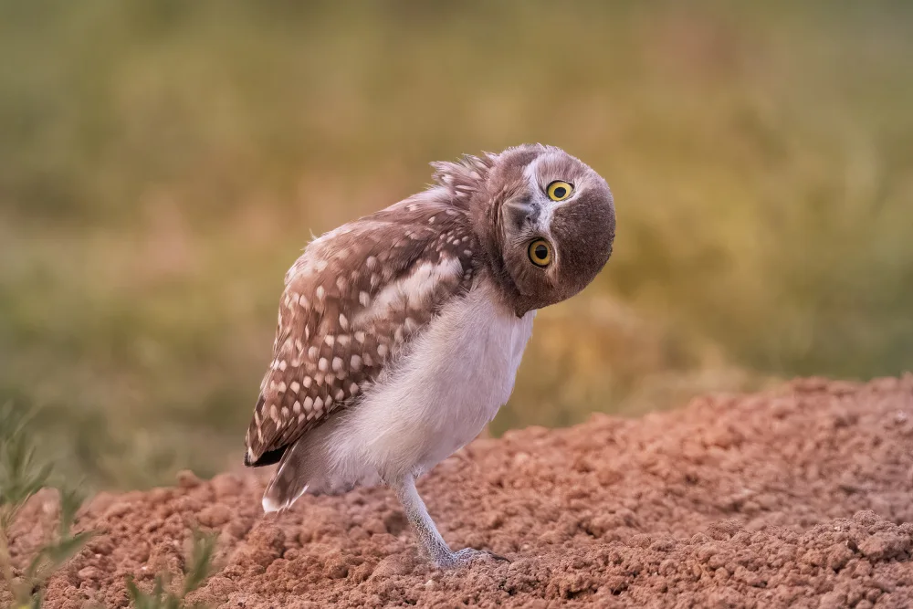 Chen, Ming: Curiosity of owl