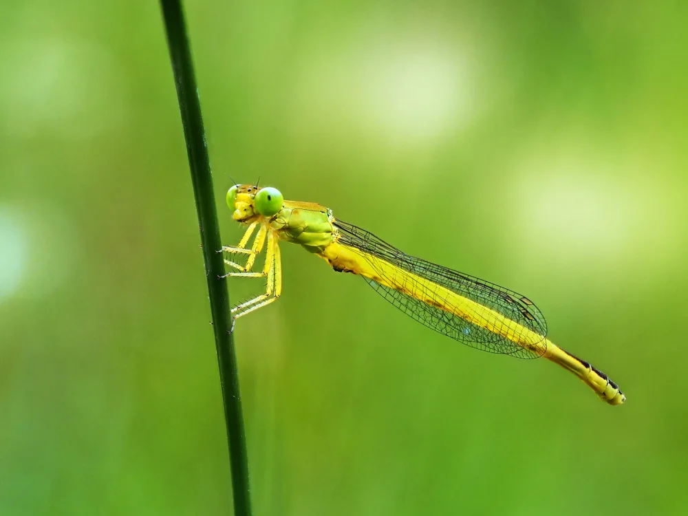 Hirai, Takiko: Ceriagrion melanurum