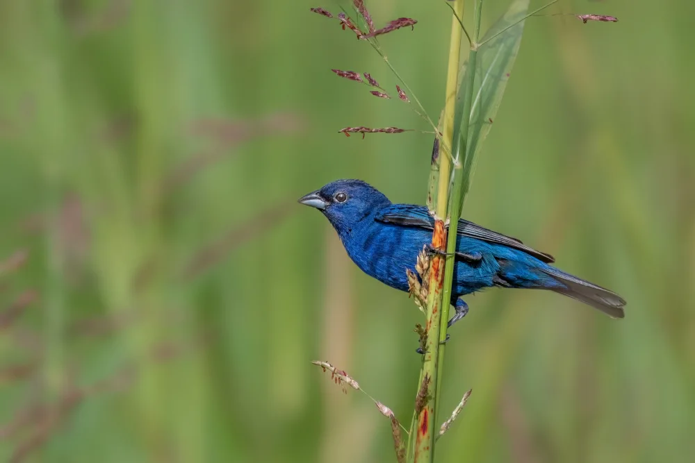 Xu, Jian: Indigo bunting