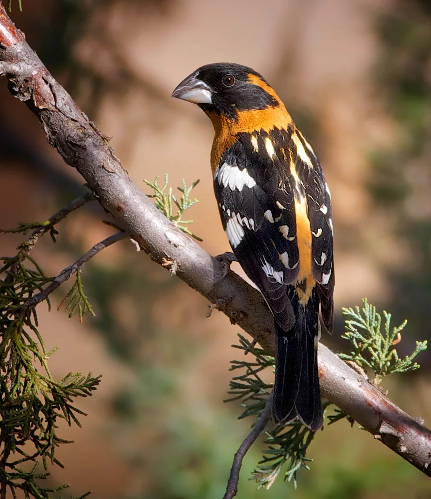 Verdon: Black-headed  Grosbeak