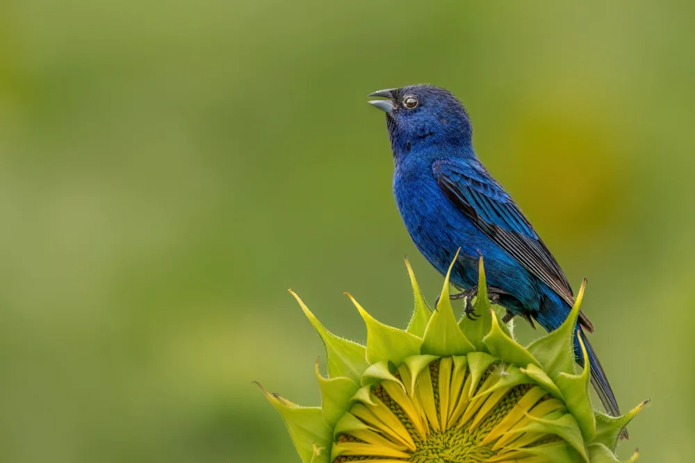Xu, Jian: Indigo bunting