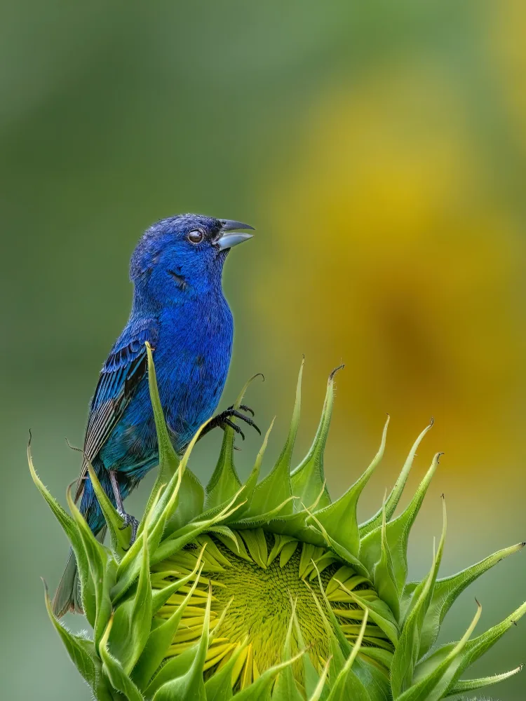 Xu, Jian: Indigo bunting