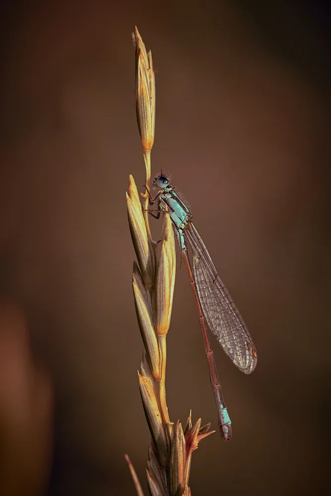 Williams, Stuart: Blue Tailed Damsel