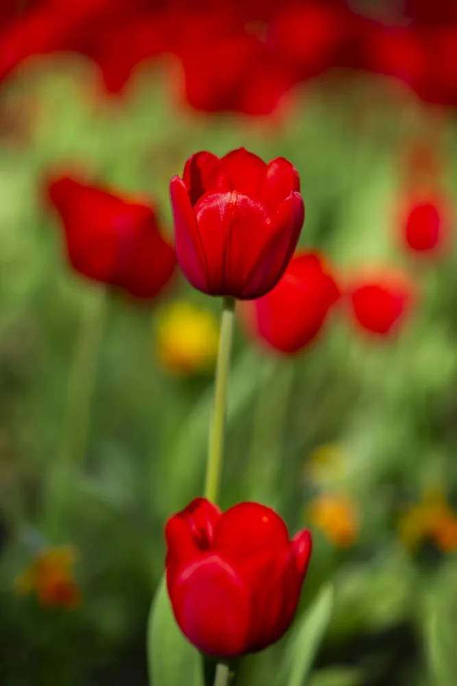 akyurt, engin: rote Tulpen