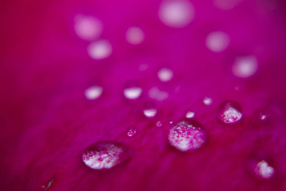 akyurt, engin: pétales de rose après la pluie