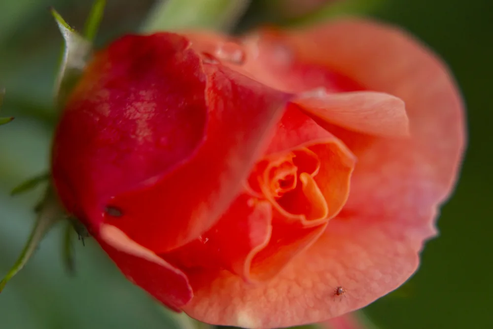 akyurt, engin: schöne Rosenblüte
