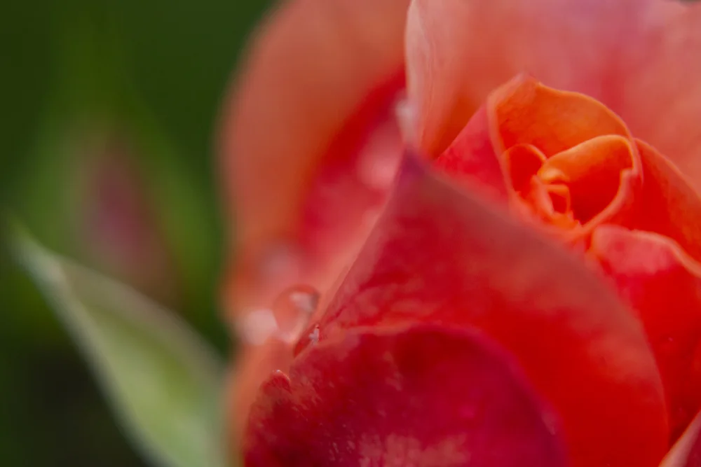 akyurt, engin: Rose und Wassertropfen
