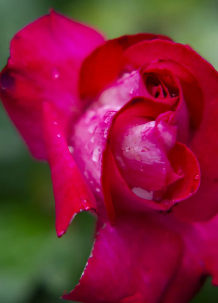 akyurt, engin: rose close up