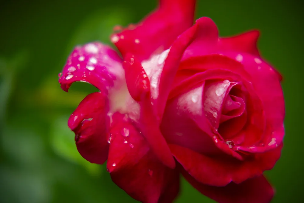 akyurt, engin: rose rose