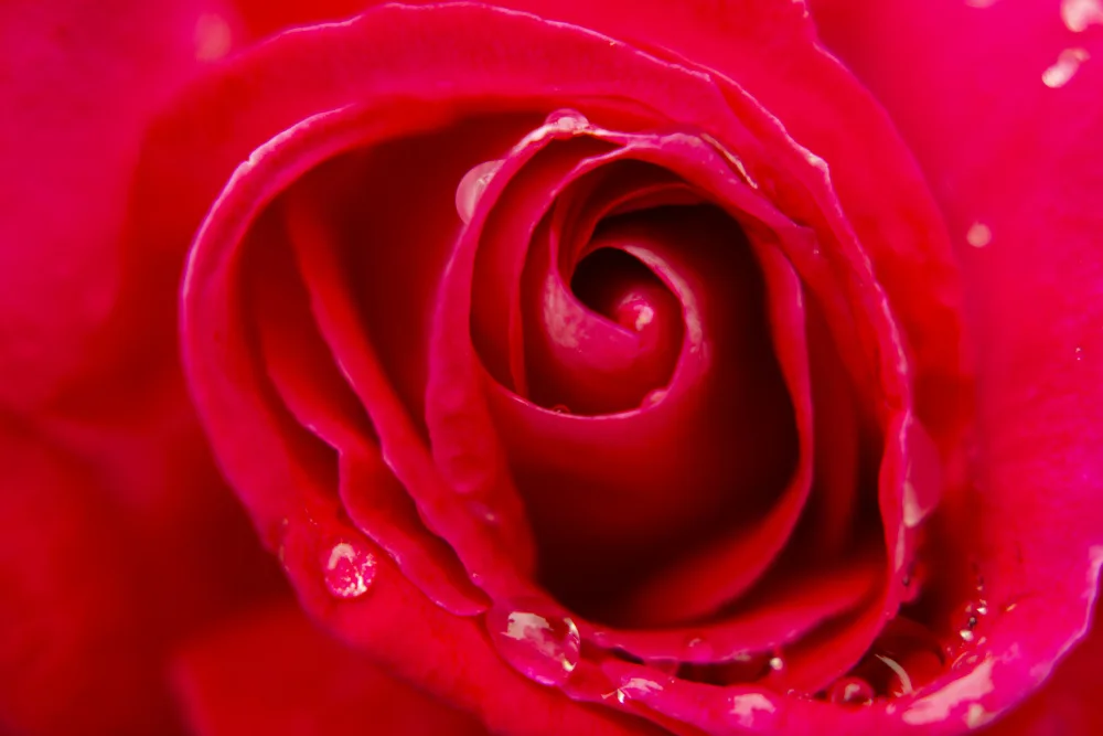 akyurt, engin: Nahaufnahme einer Rose