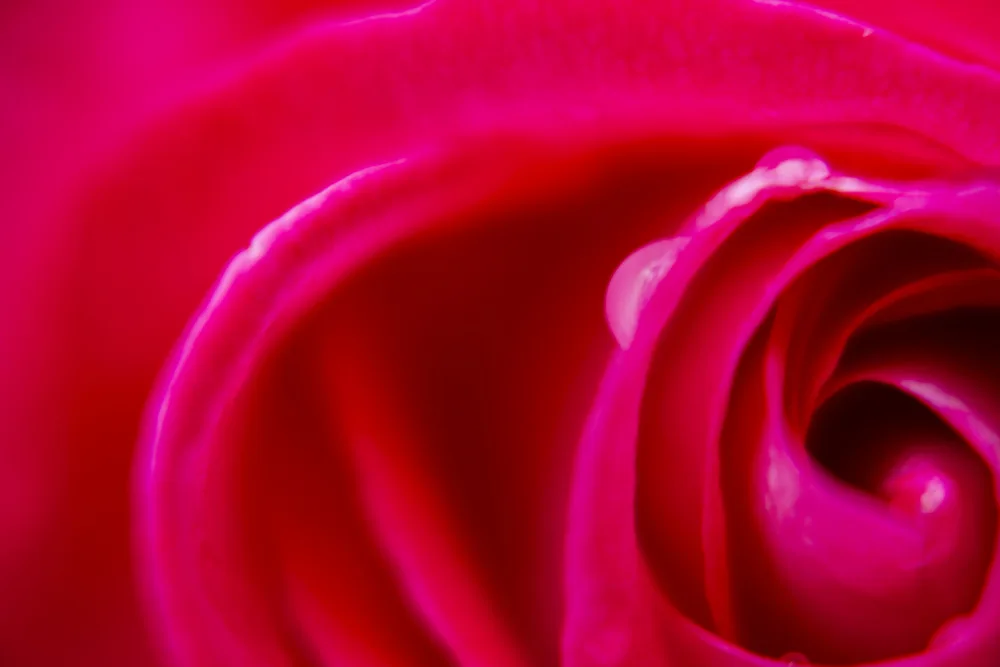 akyurt, engin: close-up of a rose