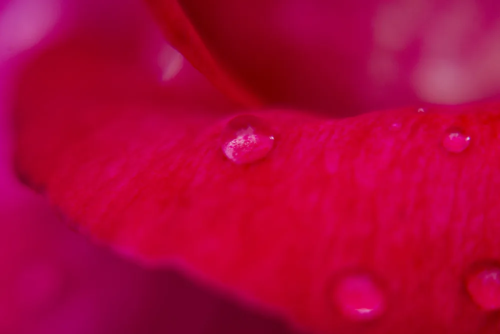 akyurt, engin: rose petal and water drops
