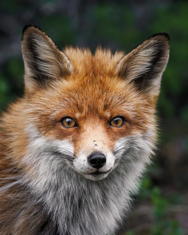 Renmyr, Magnus: Red fox