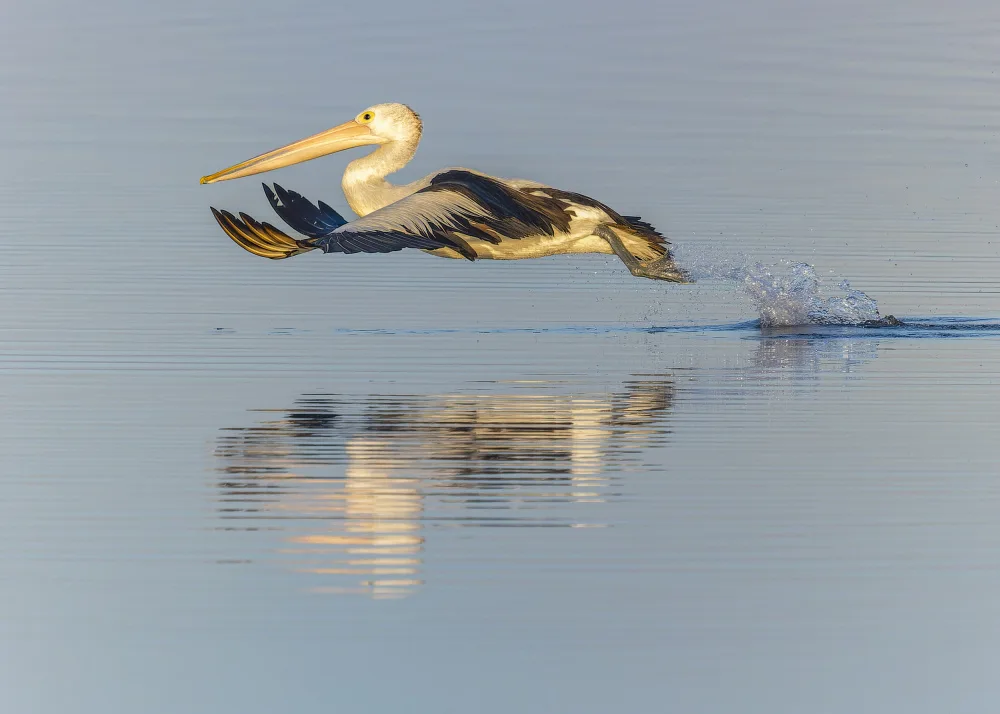 Moss, Susan: Take-off from the water