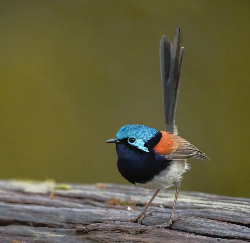 ahmadabdelhameed: Red-winged Fairy Wren