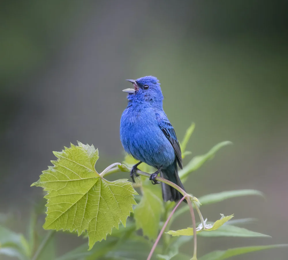 Deng, Larry: Indigo Bunting