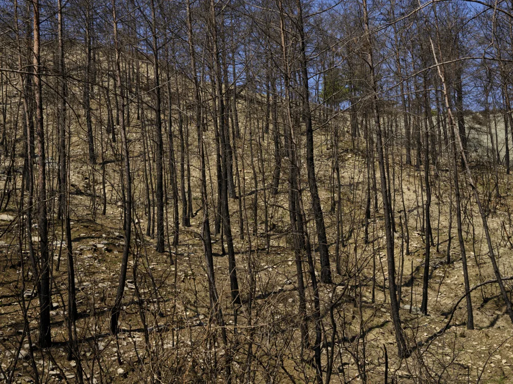 akyurt, engin: alberi bruciati nella foresta