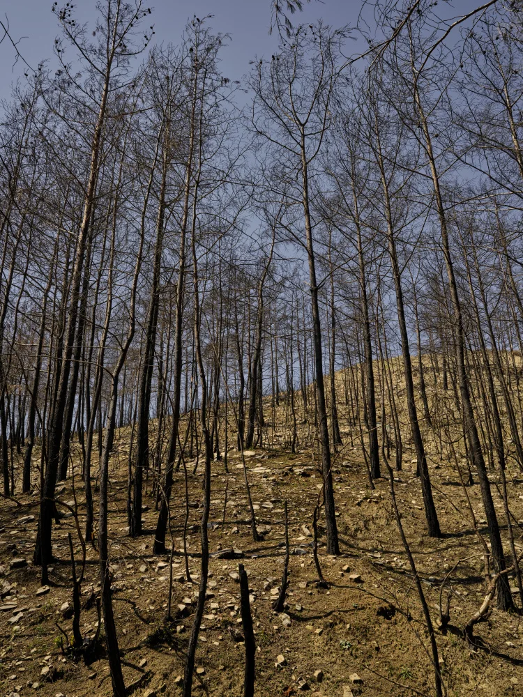 akyurt, engin: Verbrannte Bäume im Wald
