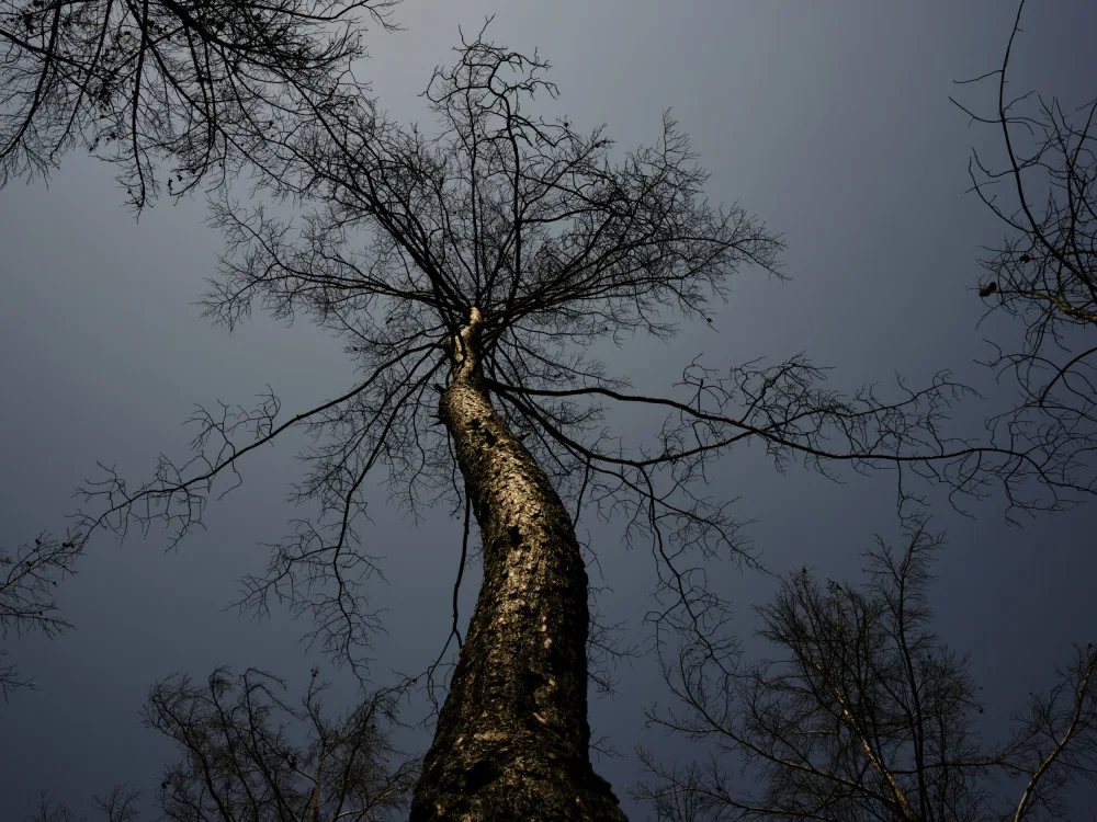 akyurt, engin: Verbrannter Baum und Himmelshintergrund