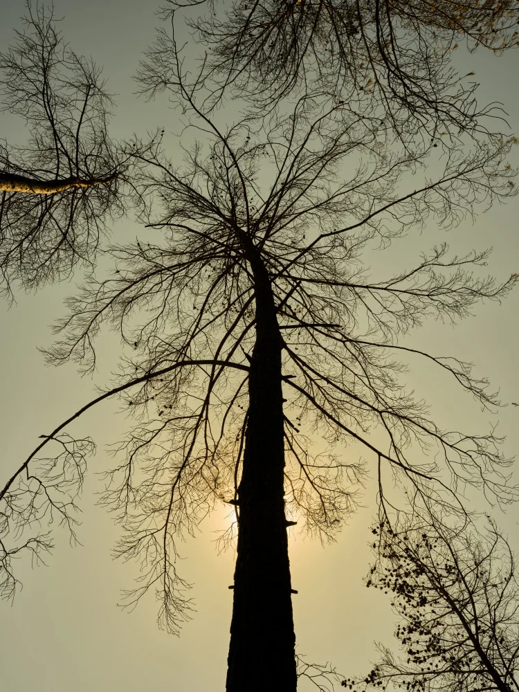 akyurt, engin: ein verbrannter Baum