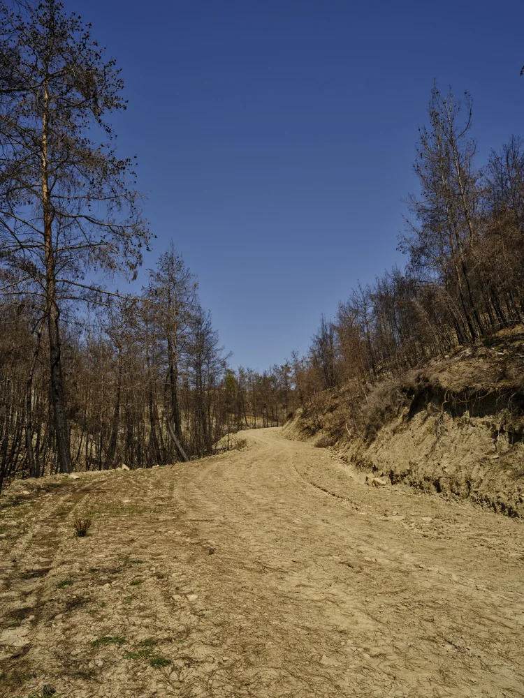 akyurt, engin: Wald und Weg