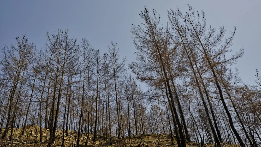 akyurt, engin: Verbrannte Bäume im Wald