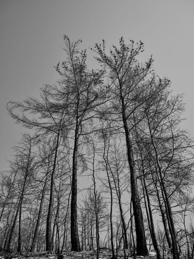 akyurt, engin: burnt trees and sky background