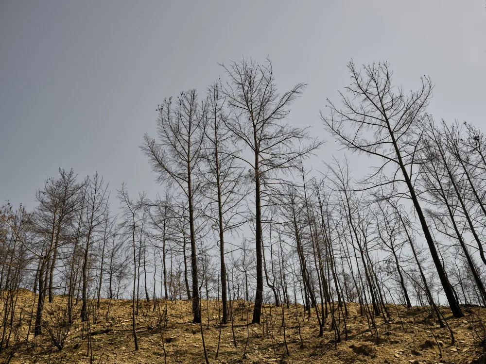 akyurt, engin: burnt trees and sky background