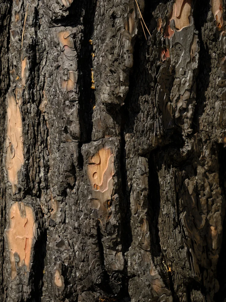 akyurt, engin: close up texture of a burnt tree