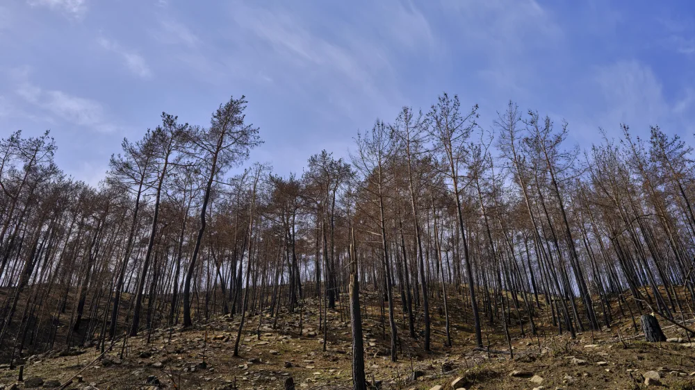 akyurt, engin: image of a forest after a fire