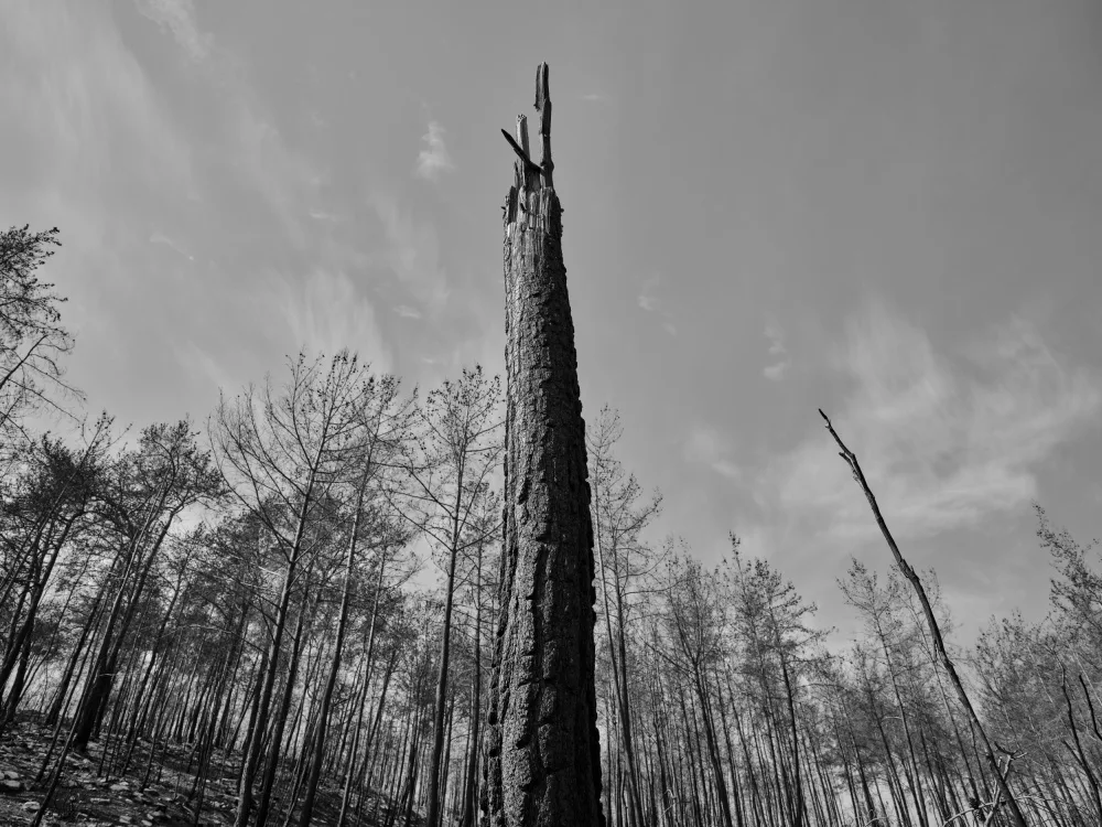 akyurt, engin: ein verbrannter Baum