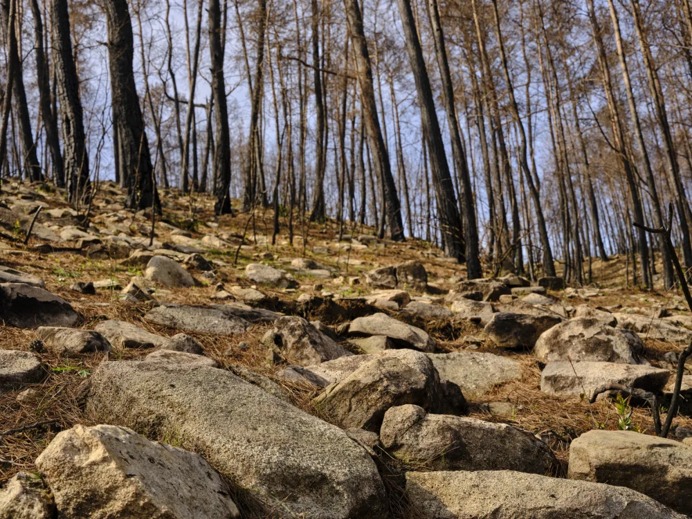 akyurt, engin: Verbrannte Bäume im Wald