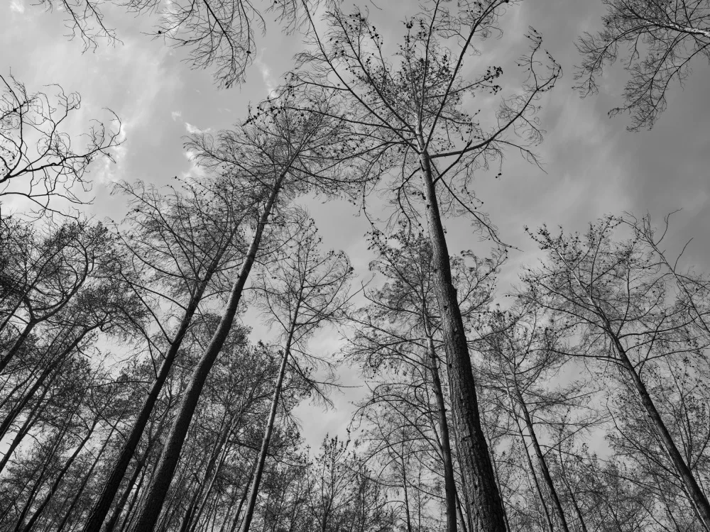 akyurt, engin: burnt trees and sky background