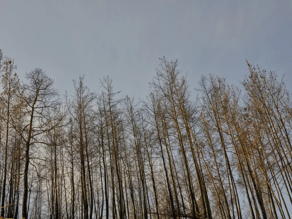 akyurt, engin: image of a forest after a fire