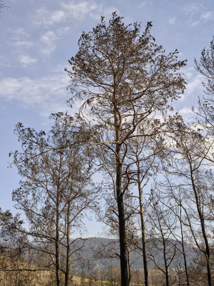 akyurt, engin: verbrannte Bäume und Himmelshintergrund